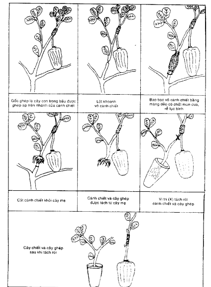 Kiểu ghép chữ "Y cutting"