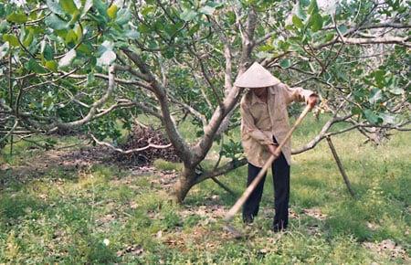 Nông dân làm cỏ vườn điều