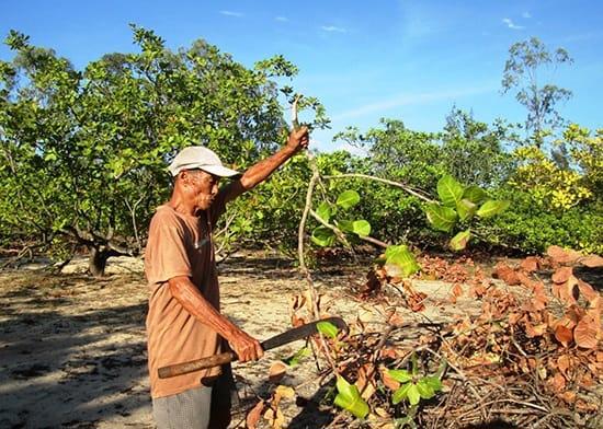 Người nông dân đang tỉa cành điều